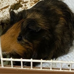 里親を探しております。