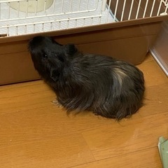 モルモットの里親を探しております。