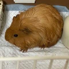 モルモット里親を探しております。