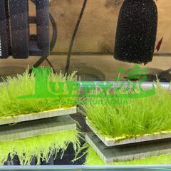 ウィローモスプレート（育成済み）1個　水槽に水草　コケ　アクアリウムの画像