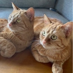 茶トラ　2歳