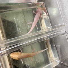 ウーパールーパー2匹です。
