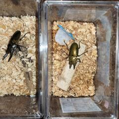 値下げしました！オウゴンオニクワガタの販売