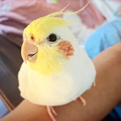 黄色と白のオカメインコルチノー探しています