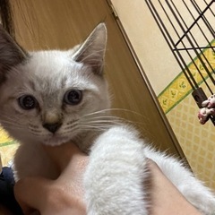 シャムミックスと茶トラのきょうだい - 大阪市