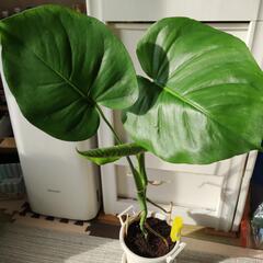 モンステラ　デリシオーサ　観葉植物　の画像