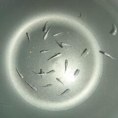 （値下げします）白虎メダカ（幼〜若魚）21匹＋α 