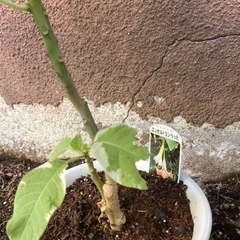 エンジェルトランペットの画像