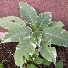 エンジェルトランペットの画像