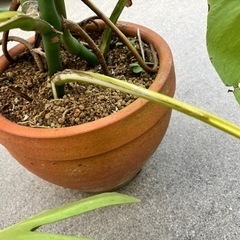 売約済　モンステラの画像