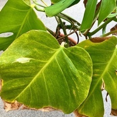 売約済　モンステラ