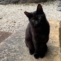 大切にしてくれる里親さん募集