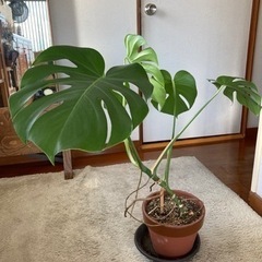 お譲り先決まりました//モンステラの画像