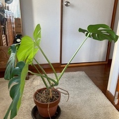 お譲り先決まりました//モンステラの画像