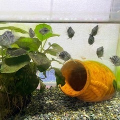 ブルータイガーパロットの画像