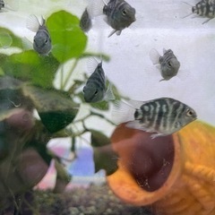 ブルータイガーパロット