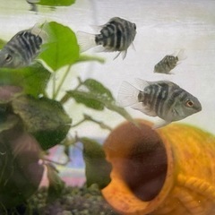 ブルータイガーパロットの画像