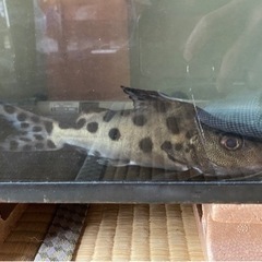 シノドンティス　熱帯魚　「本日受け渡しできれば幸いです」