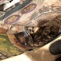 カブトムシの幼虫、売ります