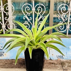🌿観葉植物　アガべ・ベネズエラ④🌿