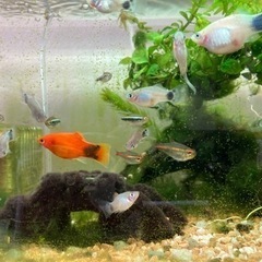 熱帯魚始めませんか？　ミッキーマウス　プラティ　差し上げます