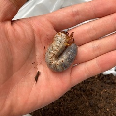 日本のカブトムシの幼虫です。