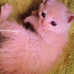 子猫　健康な男の子です！