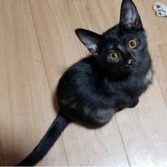 黒サビ子の双子ちゃん