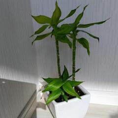 観葉植物  陶器鉢  小   キングバンブー   ミリオンバンブ...