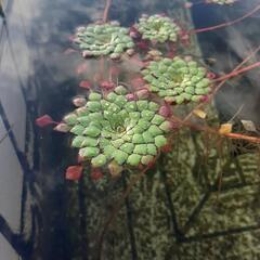 綺麗な花が咲く水草です(^^)　