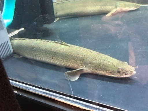 ワイルド　ビキール