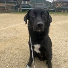 ラブラドールとビーグルのMIX犬