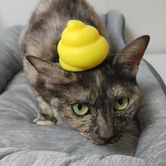 猫を探しています。 − 佐賀県