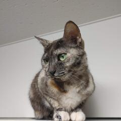 猫を探しています。 - 鳥栖市