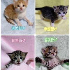 チマチマ男子4兄弟