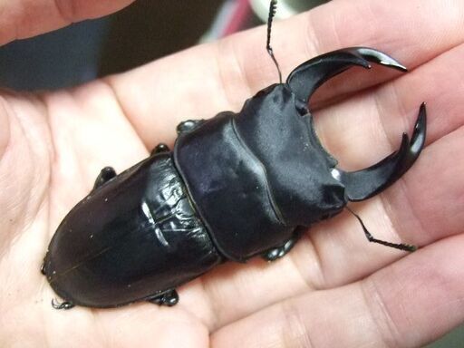 佐賀県産オオクワガタ ♂74.3ミリ ♀49.7ミリ ペア