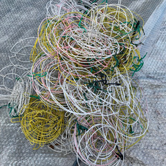 菊花の支柱　多数の画像