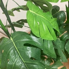 取引きまりました。観葉植物　フェイクの画像