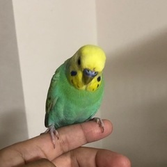 【問合せ多い為一旦応募をストップします】セキセイインコ　レインボ...