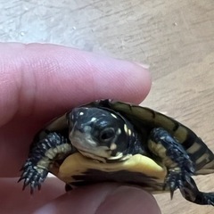 キボシイシガメ　ベビー