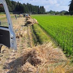 しめ縄用稲藁(もち米の藁、しめ縄作りに)