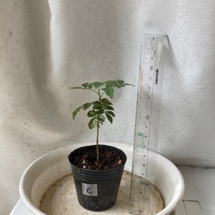 カレーリーフ苗