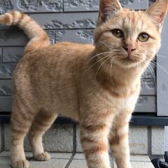 子猫 茶トラ メス 5ヶ月