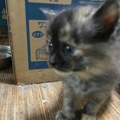 野良猫の仔猫ちゃん 黒