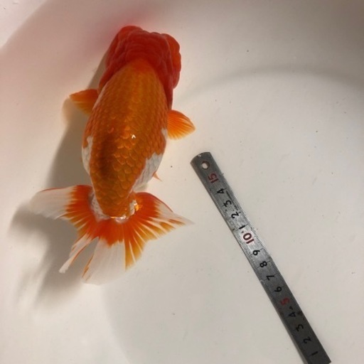 協会系三歳