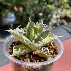 アガベ シーザー アガベ【シーザー】小株 | Miura Farm