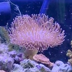 ★購入者様決まりました。ウミキノコお譲りします