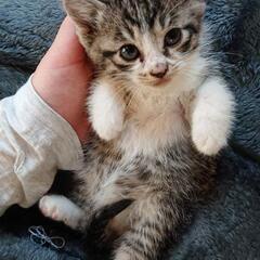 ありがとうございます！里親様決まりました！ころころ子猫さん♪生後...