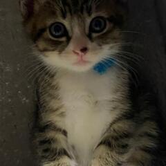 子猫   オス   ご家族決まりました♪