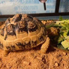 ヒョウモンリクガメ - その他